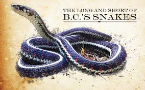 He said yellow jackets nest in the ground, which is something i did not know. The Long And Short Of B C S Snakes Pique Newsmagazine