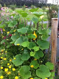 Der anbau von kürbissen zusammen mit mais und bohnen ist eine alte tradition, die auch, „ drei schwestern , oder milpa genannt wird. Kurbis Am Zaun Im Selbstversorger Garten Kurbis Pflanzen Hokkaido Pflanzen Selbstversorger Garten