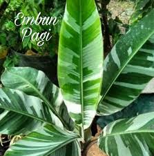 Pohon pisang clipart clipart station. Jual Bibit Pohon Pisang Musa Varigata Di Lapak Erlita Galuh Bukalapak