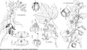 Image result for Malvaceae: Byttnerioideae, Helicteroideae