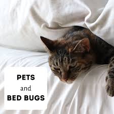 Bed bugs, unlike fleas or lice, do not make their nests on the bodies of living animals or humans; Bed Bugs And Pets Answers To Your Questions Pethelpful By Fellow Animal Lovers And Experts
