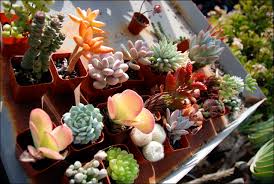 But i do have a soft spot for rare and unusual varieties, and collectors' societies are the best place to. Daniel S Succulent Nursery Mark Katie Mister Flickr