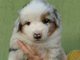 Both are loving family pets. Australian Shepherd Dogs And Puppies Uk Find Puppies And Dogs At Freeads Uk S 1 Classified Ads