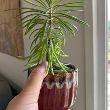 Image result for Senecio letouzeyanus