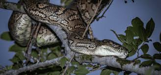 His appetite is slowly increasing, although at a much slower pace than a healthy. Snakes In Australia Everything You Need To Know