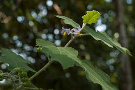 Image result for Solanum anguivi