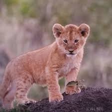 They are also killed by humans in bravery rituals, as hunting trophies, for medicinal powers, or by ranchers protecting their livestock. Pin On Animals