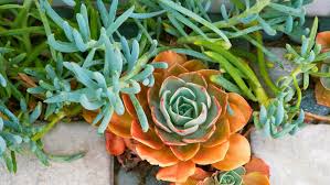Some of the best stands of cactus and other desert flora around the more firm you want your soil mix, the more decomposed granite you use. How To Grow Succulents Sunset Magazine