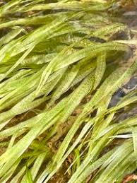 Image result for Blyxa aubertii