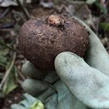 Image result for Stephania cyanantha