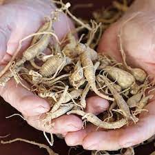 12 Gensing Ideas Ginseng Plant Growing Ginseng Ginseng