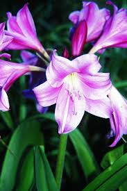 Image result for Crinum verdoorniae