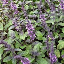 Image result for Ocimum americanum