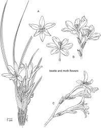 Image result for Babiana bainesii