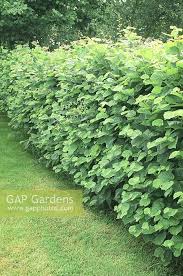 Image result for Grewia avellana