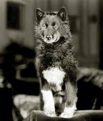 Balto Balto S True Story Dog Sledding Dog Hero Famous Dogs