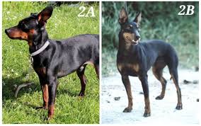 Check spelling or type a new query. Manchester Terrier Vs Miniature Pinscher Similarities And Differences