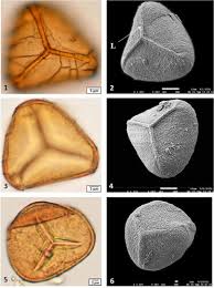 Image result for Adiantum soboliferum