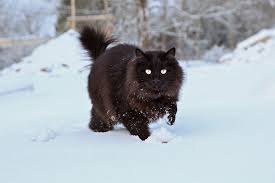 11 black cat breeds ay anese