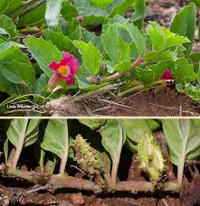 Image result for Harpagophytum zeyheri