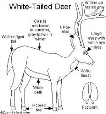 14 Best White Tailed Deer Life Cycle Images Deer Deer
