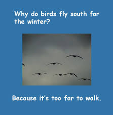 Why Do Birds Fly South For The Winter Joke Dum Dum Funny Jokes Why Do Birds Moby Max