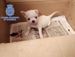 Veterinarios Cortaban Cuerdas Vocales De Chihuahuas En Criadero De Madrid Colima Noticias