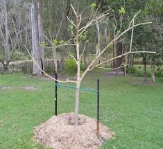 Here are some plants that are especially sensitive to replant disease: How To Transplant A Fruit Tree In 4 Easy Steps Self Sufficient Me