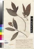 Image result for Dasylepis