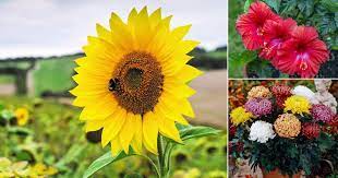 Popular Flowers Name In Kannada India Gardening