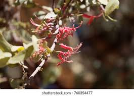 Image result for Plicosepalus