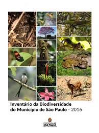 Image result for Buchnera pusilliflora