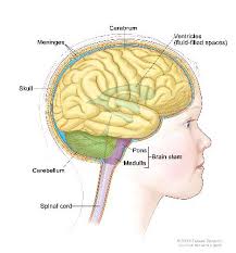 Remember the symptoms we list here are not usually cancer. Childhood Brain Stem Glioma Treatment Pdq