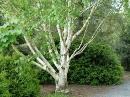 In fall expect to see the leaves transition to a beautiful hue of yellow. Birch Trees 5 Favorites To Plant In A Landscape Gardenista