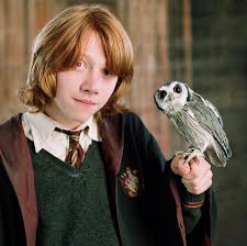 Ron And His Replacement For Scabbers Harry Potter Goblet Ron Weasley Aesthetic Harry Potter Owl