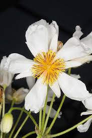 Image result for Sparrmannia africana