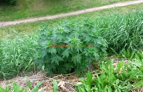 In urmatorul articol vom vedea ce proprietati, beneficii si mod de utilizare are aceasta planta, dar si. Talpa GaÈ™tei Calmant È™i Fortifiant Al Inimii Paradis Verde