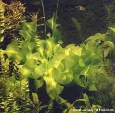 Image result for Aponogeton desertorum