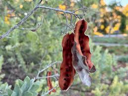 Image result for Acacia podalyriifolia