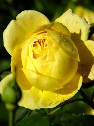 If You Were Expecting More Autumnal Fireworks Wait In Line In Kew Gardens The Roses Continue To Shine Rose Garden Shrubs Kew Gardens