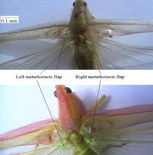 Image result for Ruspolia sp. no. 1 (Biegel 5407)