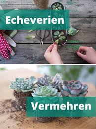 Pin Auf Sukkulenten Pflanzen