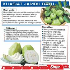 Minumalah 3 sendok makan madu di pagi hari pada saat bangun tidur. Khasiat Buah Jambu Batu Al Kahfi Enterprise Facebook