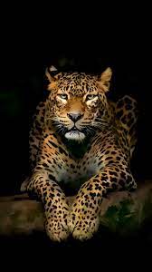 Download free animals mobile wallpapers for cell phones. 4k Wallpapers For Mobile Phone Lovely Leopard Iphone 4k Jaguar Animal Wild Animal Wallpaper Cute Animals