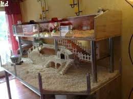 Ver más ideas sobre casas para cobayas, cobayas, casa de animales. Casa Para Cobaya Casa De Hamster Jaulas Para Hamster Casas Para Mascotas