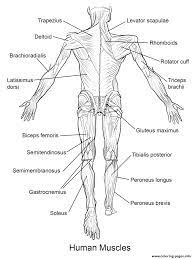 Find out why in this easy to understand anatomy lesson. Human Muscles Back View Coloring Pages Printable