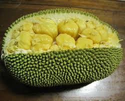 Image result for Artocarpus heterophyllus