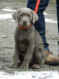 Silver moon puppies deal in lab puppies. Pin By Mary Haaring On Animal Pics Lab Puppies Pet Dogs Dogs