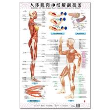 Anatomy Of The Human Body Muscle And Nerve Charts 3pcs Front Side Back English And Chinese Female Male Bilingual Posters