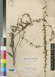 Image result for Cyphia